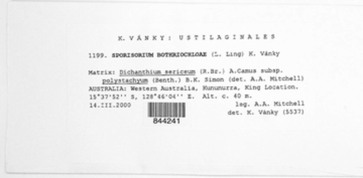 Anthracocystis bothriochloae image
